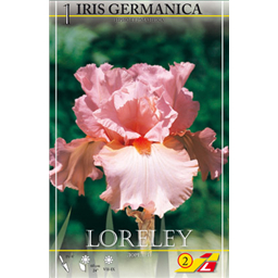 Ирис германский Лорелей