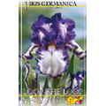 Ирис германский Луп ве Луп