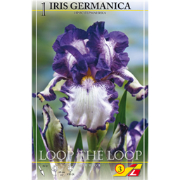 Ирис германский Луп ве Луп