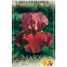 Ирис германский Масу
