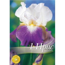 Ирис германский Миссион Рейч