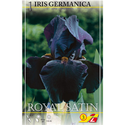 Ирис германский Роял Сатин