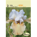 Ирис германский Шампань Элеганс