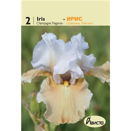 Ирис германский Шампань Элеганс