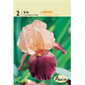 Ирис германский Симарон Стрип