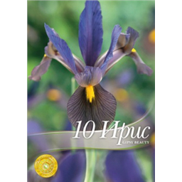 Ирис голландский Гипси Бьюти