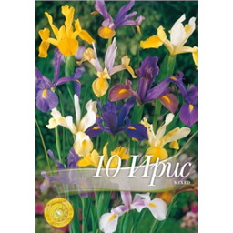 Ирис голландский смесь