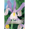 Ирис голландский Сюпрайз