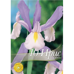 Ирис голландский Сюпрайз