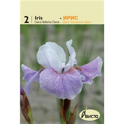 Ирис сибирский Блу Кинг