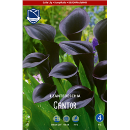 Калла Кантор 