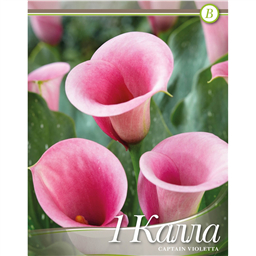 Калла Каптейн Виолетта