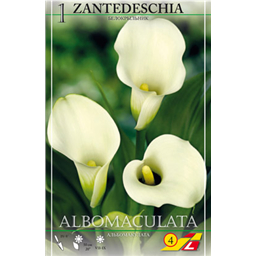 Калла Альбомакулата