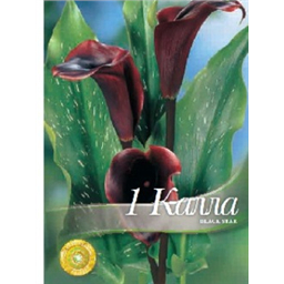 Калла Блэк Стар