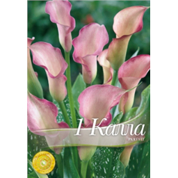 Калла Парфаит