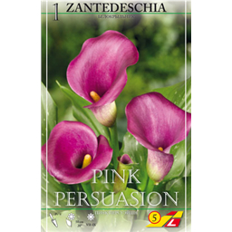 Калла Пинк Персуажион