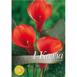 Калла Ред Аллерт