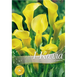 Калла Саншайн