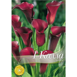 Калла Селеста