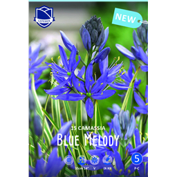 Камассия Блю Мелоди