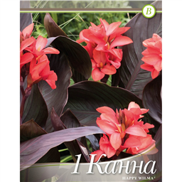 Канна Хэппи Вильма 