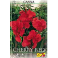 Канна Черри Ред