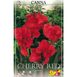 Канна Черри Ред
