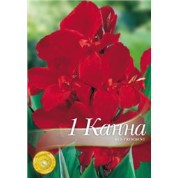 Канна Ред Президент