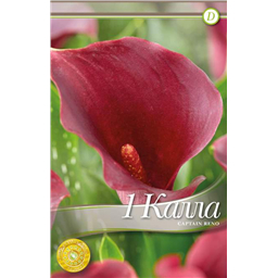 Капитан Рено