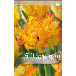 Карибиен Пэррот