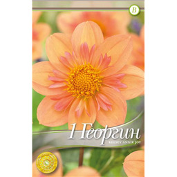 Келси Анна Джой