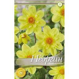 Келси Саншайн