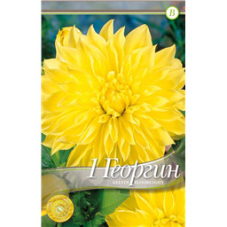 Келвин Флудлайт