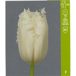 Кэмбридж Уайт