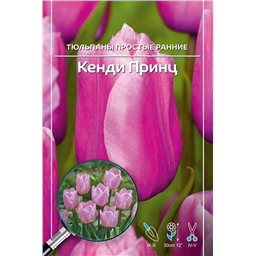 Тюльпан Простой Ранний Кенди Принц