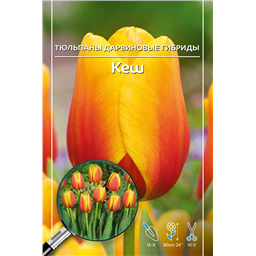 Тюльпан Дарвинов гибрид Кеш
