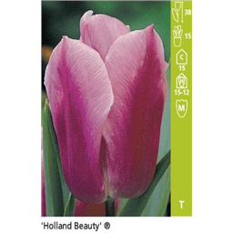 Холанд Бьюти