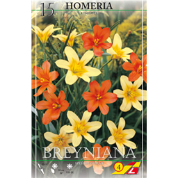 Хомерия Брейниана