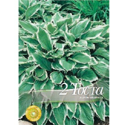 Хоста Альбомаргината