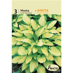 Хоста Голд Стандарт