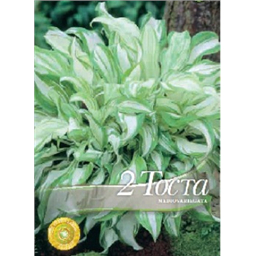 Хоста Медиовариегата