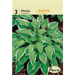 Хоста Мойерхайм