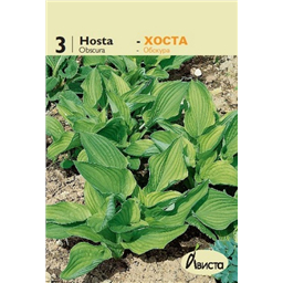Хоста Обскура