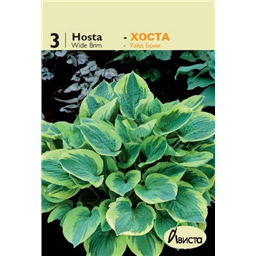 Хоста Уайт Брим