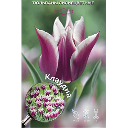 Тюльпан Лилиецветный Клаудиа