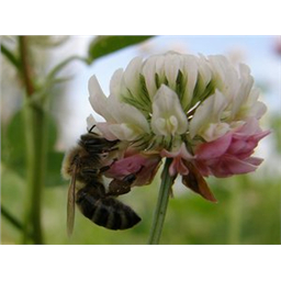 Клевер белый