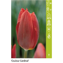 Колор Кардинал