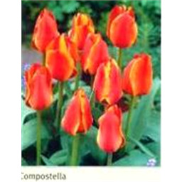 Компостелла