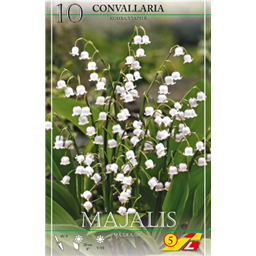 Конвалярия Маджалис