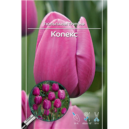 Тюльпан Триумф Копекс